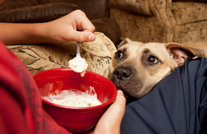 Wusstest du, dass du diese zwei Lebensmittel NIEMALS deinem Hund geben