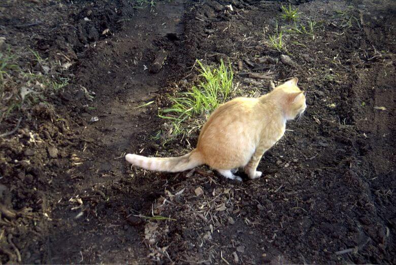 Altijd buurkatten in je tuin? Met dit diervriendelijke trucje hou je ze